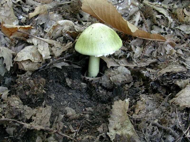 454 Ottobre vecchio ritrovamento